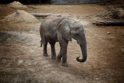 Elephant in a field