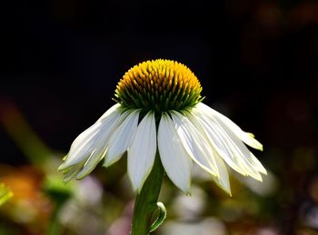 Close-up of white flowering plant