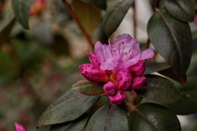 Close-up of pink flowering plant