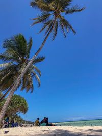 Palm trees on beach against clear blue sky