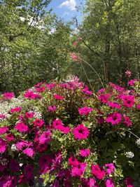 Pink flowering plants in park