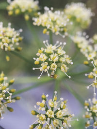 Close-up of white flowering plant in park