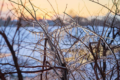 Close-up of frozen bare tree against sky