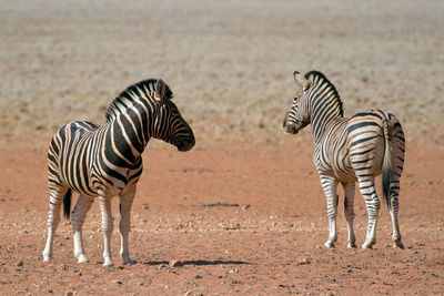 Zebra standing on ground