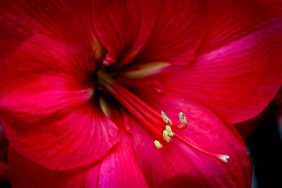 Detail shot of pink hibiscus