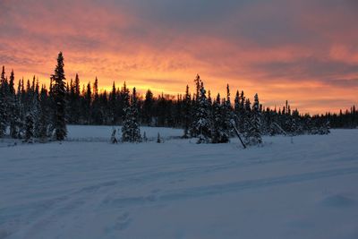 Pine trees on snow covered land against sky during sunset