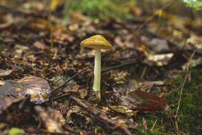 Single mushroom