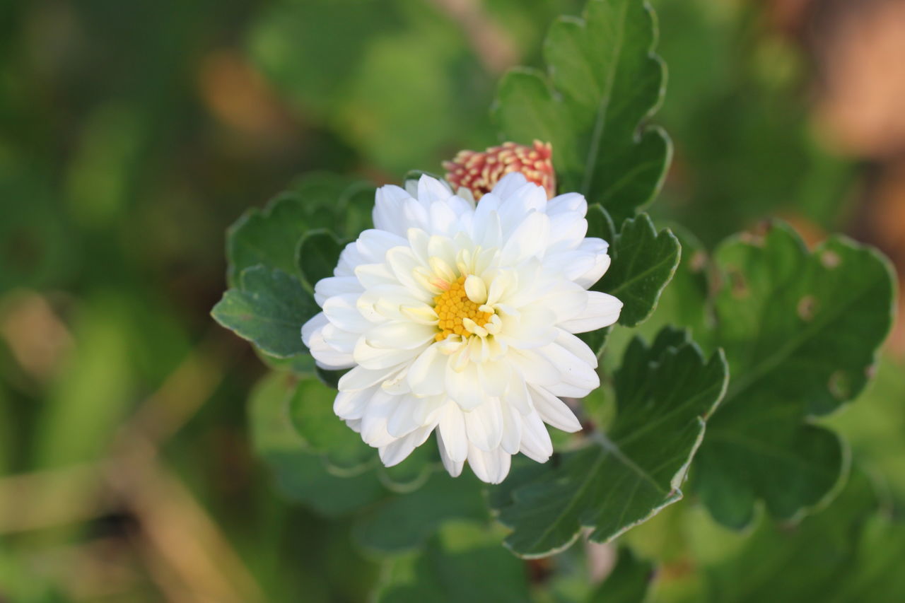 CLOSE-UP OF WHITE FLOWER