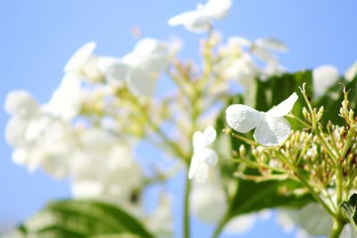 Close-up of white flowering plant against sky