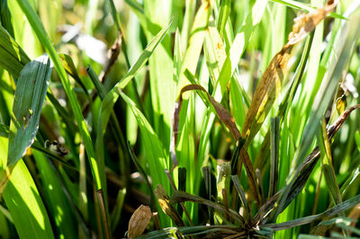 Close-up of wheat growing on field