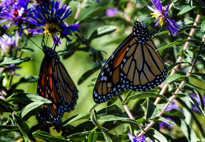 Close-up of butterfly pollinating on purple flower