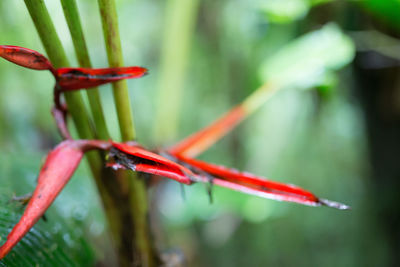 Close-up of plant against blurred background