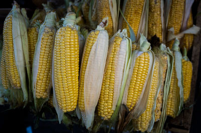 Close-up of corn hanging