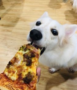 High angle view of dog eating food