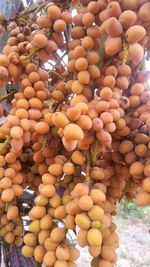 Close-up of fruits