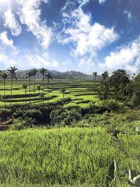 Scenic view of agricultural field against sky