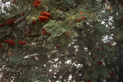 Full frame shot of fruit tree