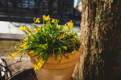 Close-up of potted plant