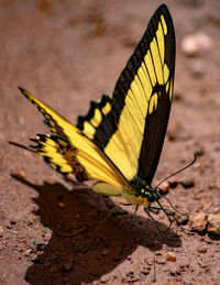 Close-up of butterfly on leaf