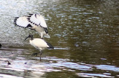 Bird flying over lake