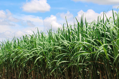 Close-up of crops growing on field against sky