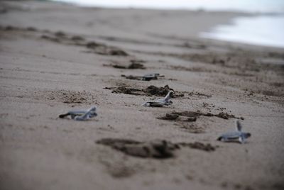 Turtles at beach 