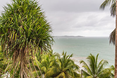 Palm trees by sea against sky