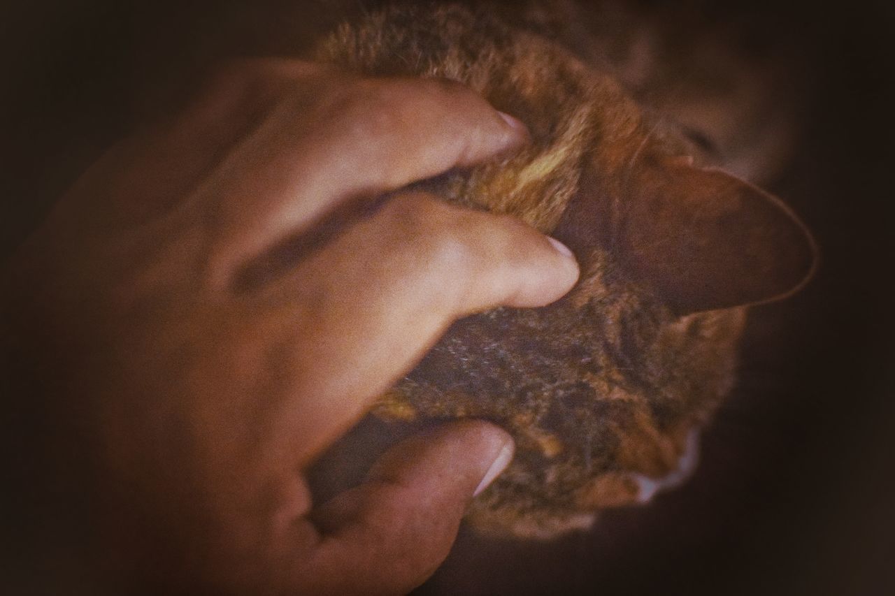 CLOSE-UP OF HAND WITH DOG AT HOME