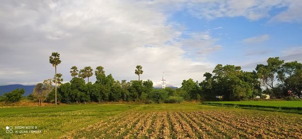 Scenic view of agricultural field against sky