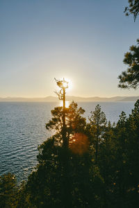 Trees in front of sunset over lake tahoe in northern california.