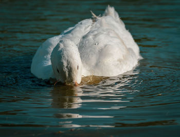 Close-up of swan swimming in lake