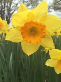 Close-up of yellow flower