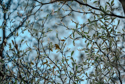 Low angle view of plants against sky