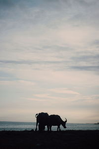 Silhouette of two horses on beach