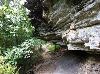 Plants growing on rock