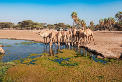 A herd of camels drinking water at kalacha oasis amidst tourist vehicles in north horr, kenya