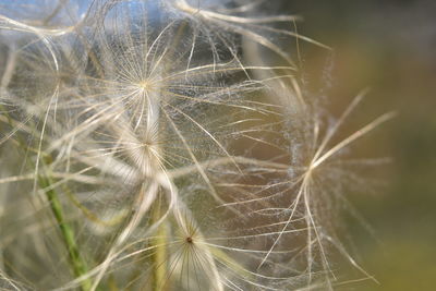 Close-up of dandelion on plant