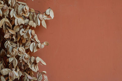 Close-up of wilted plant against red wall