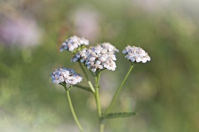 Close-up of purple flowering plant