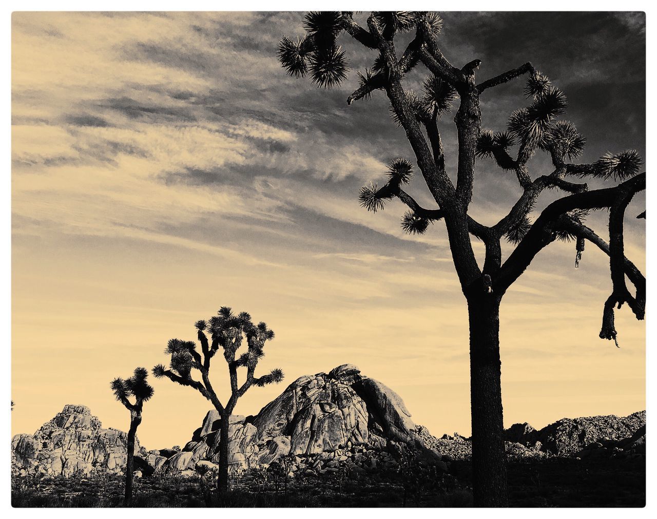 Joshua Tree National Park