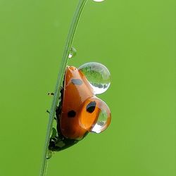 Close-up of butterfly on leaf against green background