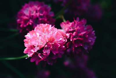 Close-up of pink flowers blooming outdoors