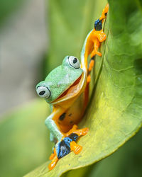 Close-up of frog on leaf