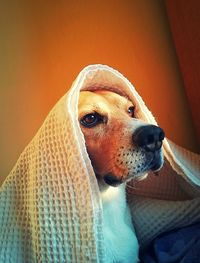 Dog looking away while covered with blanket at home