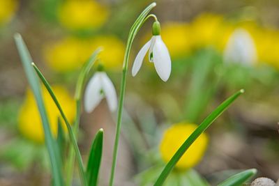 Close-up of yellow flowering plant on field