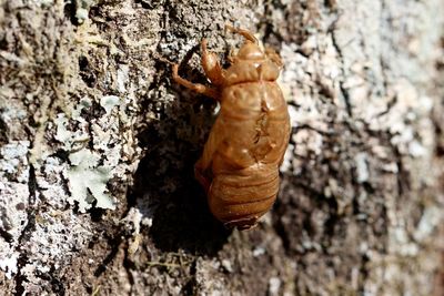 Close-up of snail on tree trunk