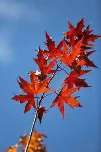 Low angle view of maple leaves against sky