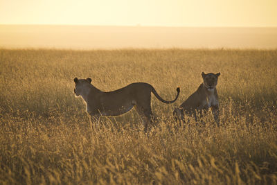 Side view of lioness on grassy field during sunset