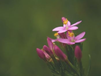 Close-up of pink flowering plant