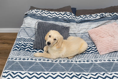 The male golden retriever puppy is lying on the bed on the sheets in the bedroom.